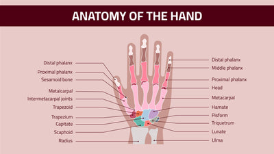 Anatomy-Slides Slides Anatomy of the Hand Infographic Template powerpoint-template keynote-template google-slides-template infographic-template
