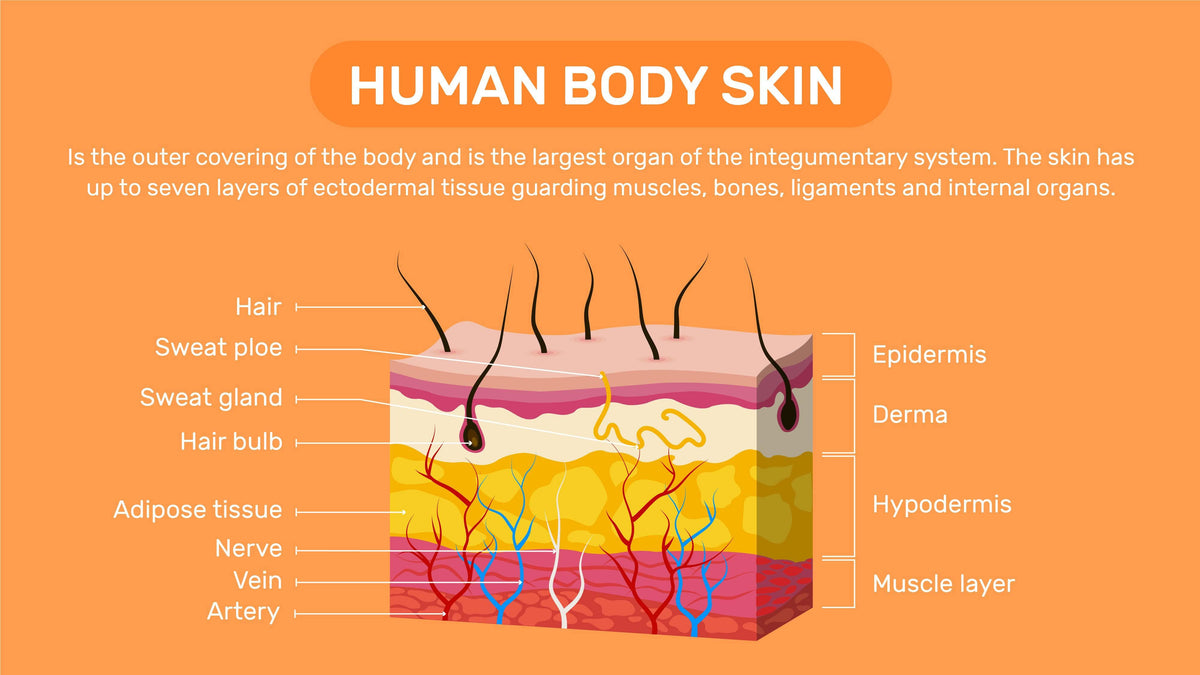 Human Body Skin Anatomy Infographic Template Infografolio 0937