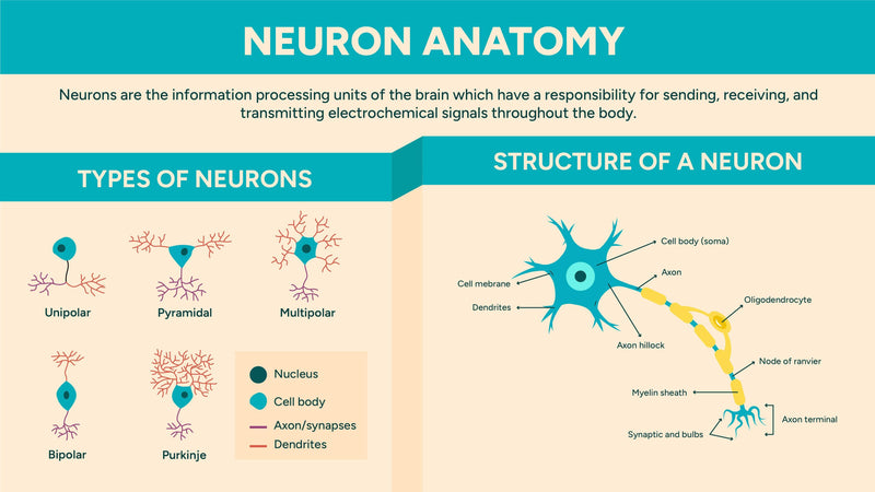 Anatomy-Slides Slides Neuron Anatomy Infographic Template powerpoint-template keynote-template google-slides-template infographic-template