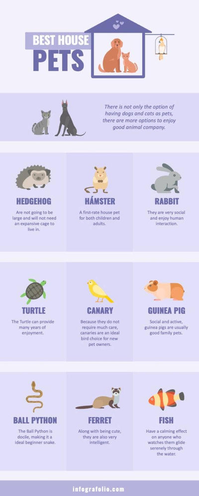 Pets-Infographics Infographics Light Violet Best House Pets Infographic Template powerpoint-template keynote-template google-slides-template infographic-template