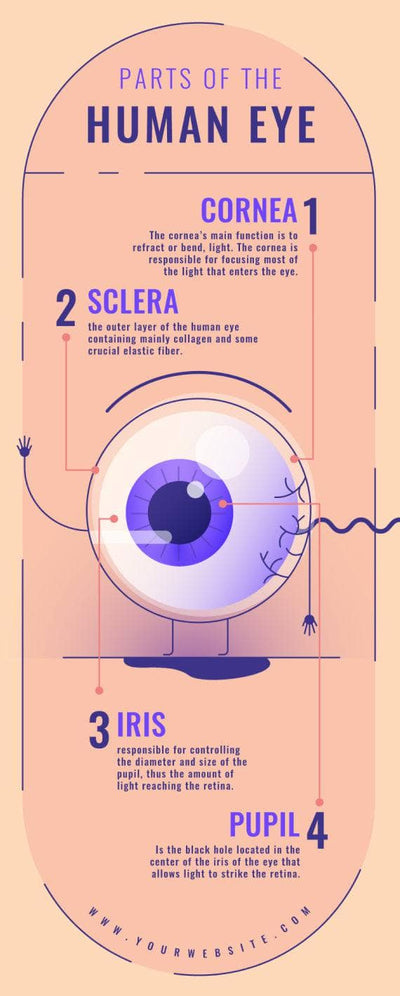 Anatomy-Infographics Infographics Parts of the Human Eye Anatomy Infographic Template powerpoint-template keynote-template google-slides-template infographic-template