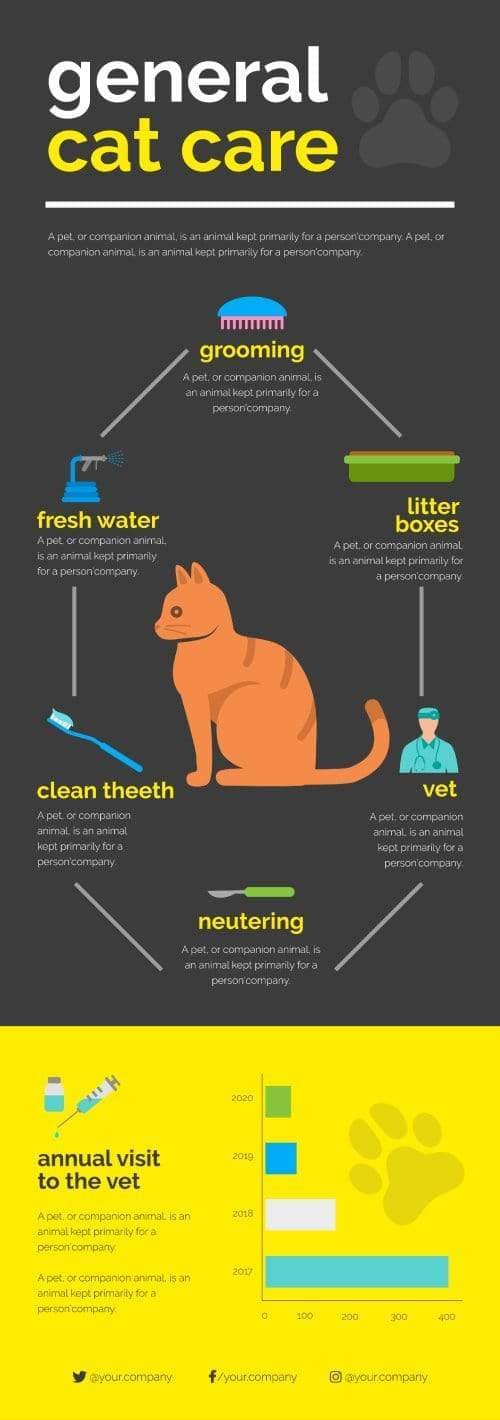 General Cat Care Infographics Template 