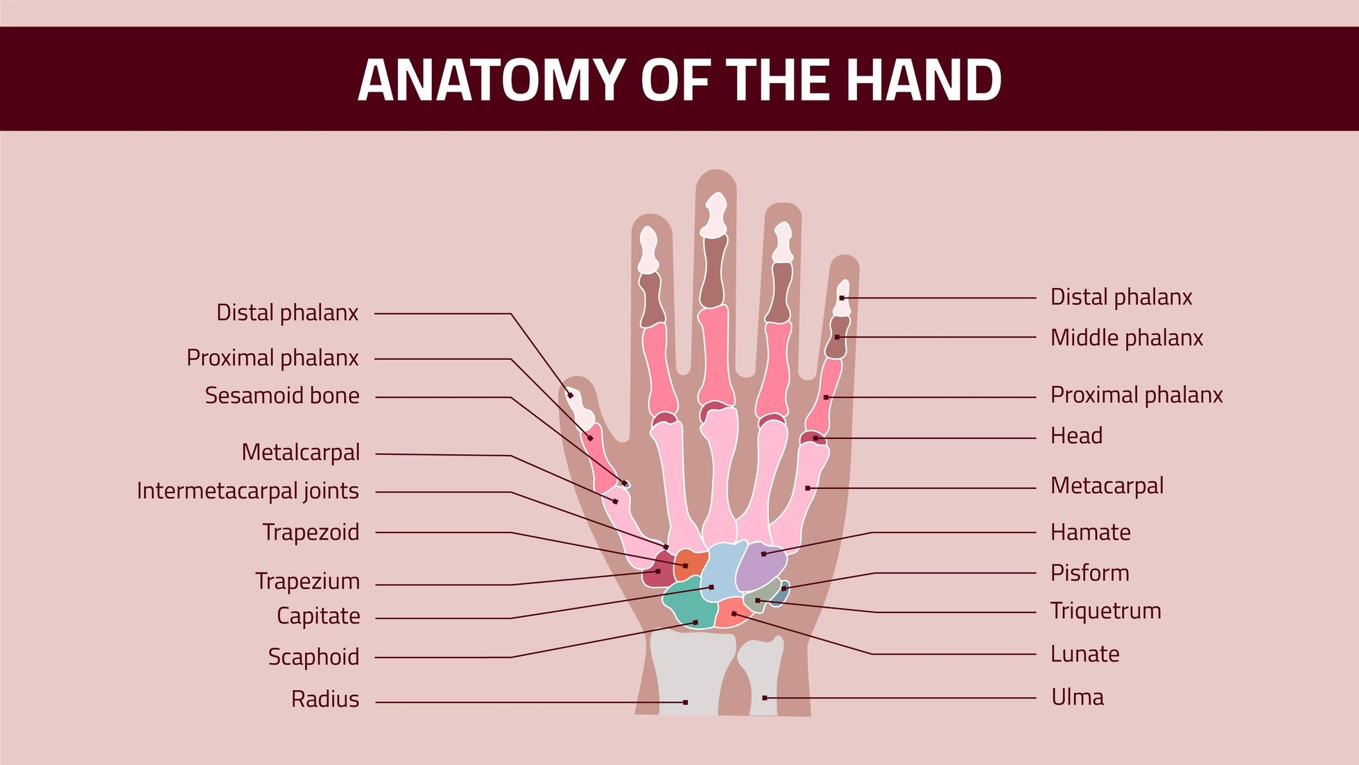 Anatomy of the Hand Infographic Template | Infografolio