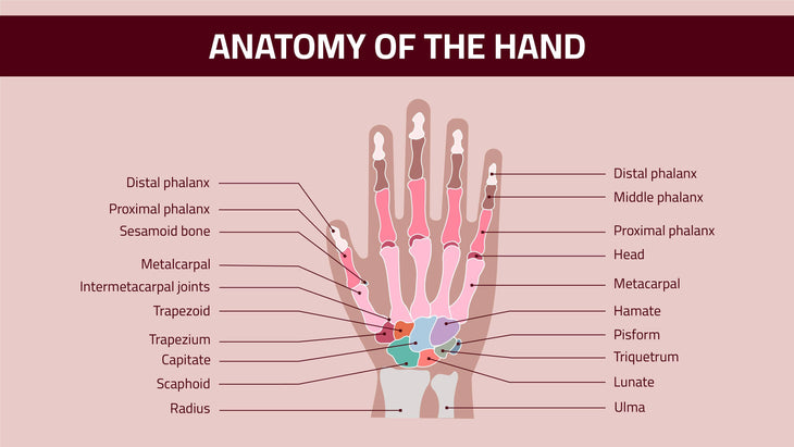 Anatomy of the Hand Infographic Template – Infografolio