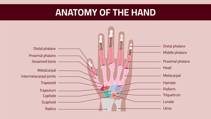 Anatomy-Slides Slides Anatomy of the Hand Infographic Template powerpoint-template keynote-template google-slides-template infographic-template