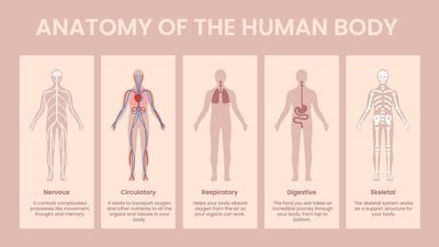 Anatomy-Slides Slides Anatomy of the Human Body Infographic Template powerpoint-template keynote-template google-slides-template infographic-template