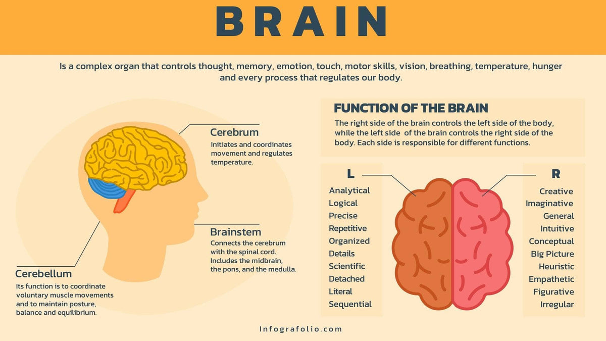 Brain Anatomy Infographic Template – Infografolio