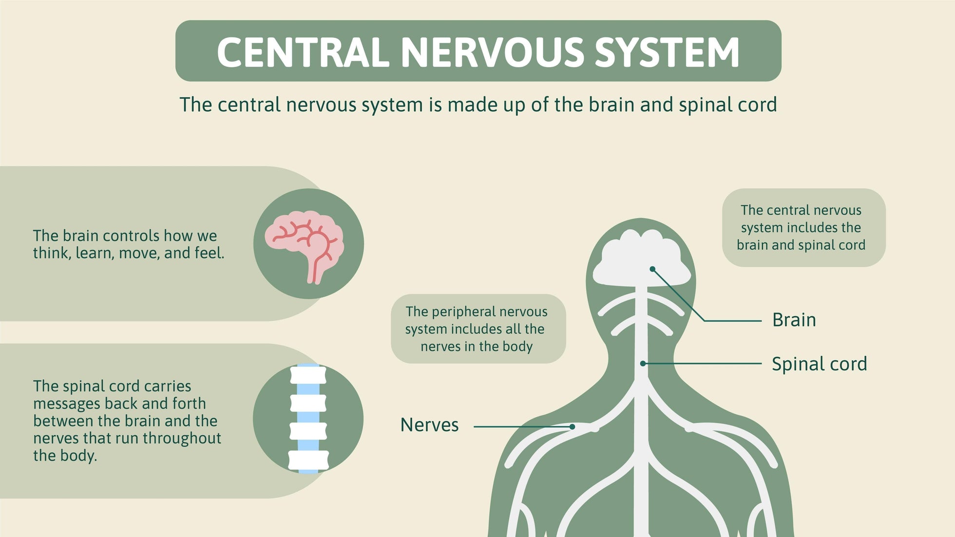 Central Nervous System Anatomy Infographic Template Infografolio