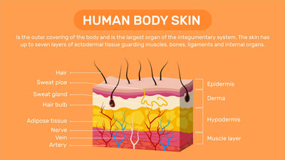 Anatomy-Slides Slides Human Body Skin Anatomy Infographic Template powerpoint-template keynote-template google-slides-template infographic-template