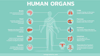 Anatomy-Slides Slides Human Organs Anatomy Infographic Template powerpoint-template keynote-template google-slides-template infographic-template