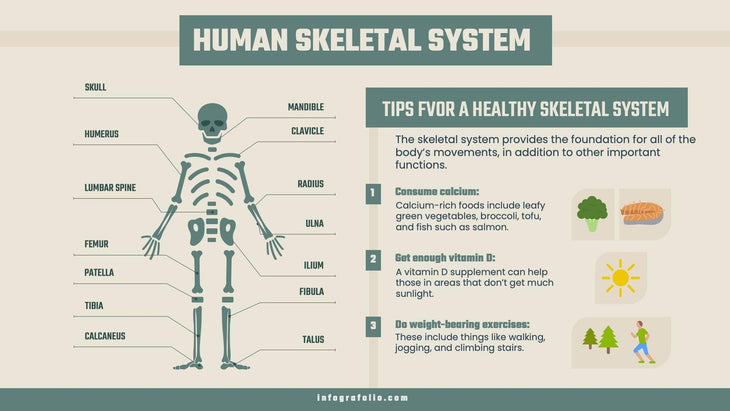 Anatomy-Slides Slides Human Skeletal System Anatomy Infographic Template powerpoint-template keynote-template google-slides-template infographic-template