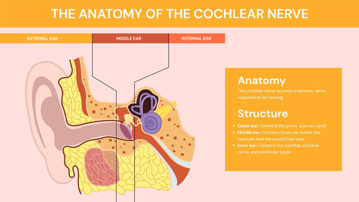 Anatomy-Slides Slides The Anatomy of the Cochlear Nerve Infographic Template powerpoint-template keynote-template google-slides-template infographic-template