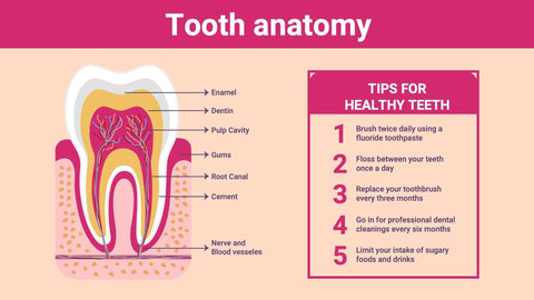 Anatomy-Slides Slides Tooth Anatomy Infographic Template powerpoint-template keynote-template google-slides-template infographic-template