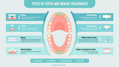 Anatomy-Slides Slides Types of Teeth and Dental Treatments Anatomy Infographic Template powerpoint-template keynote-template google-slides-template infographic-template