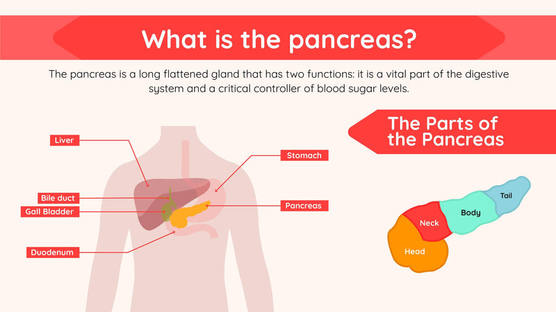 Anatomy-Slides Slides What is the Pancreas Anatomy Infographic Template powerpoint-template keynote-template google-slides-template infographic-template