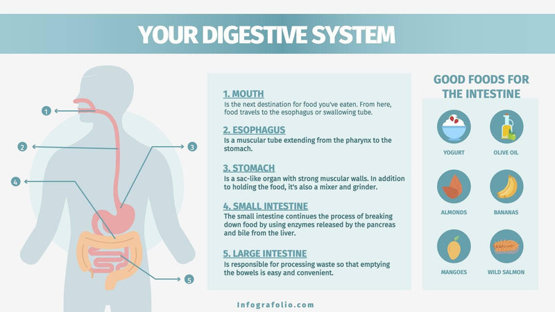 Anatomy-Slides Slides Your Digestive System Anatomy Infographic Template powerpoint-template keynote-template google-slides-template infographic-template