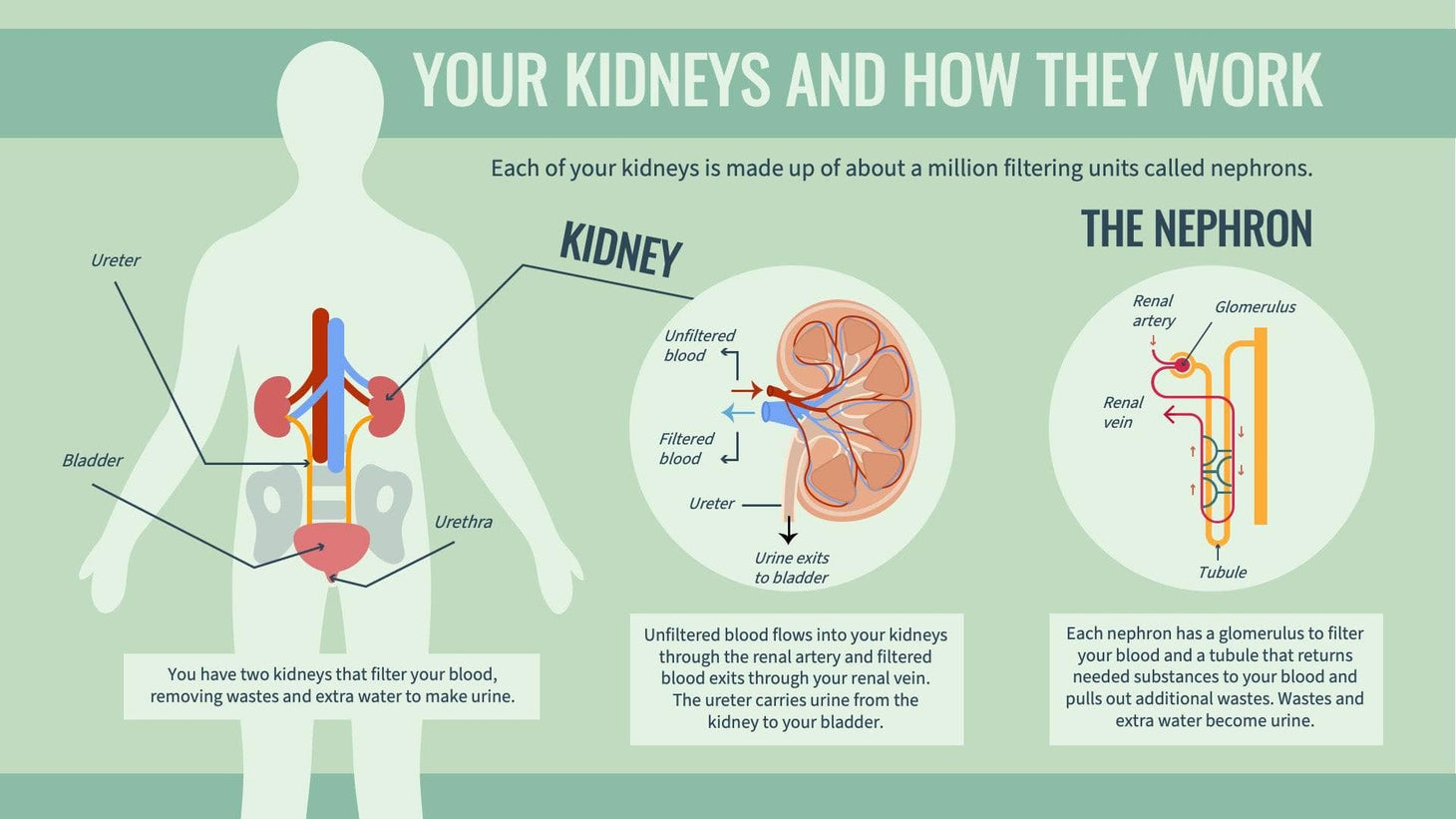 Your Kidneys and How They Work Anatomy Infographic Template β Infografolio