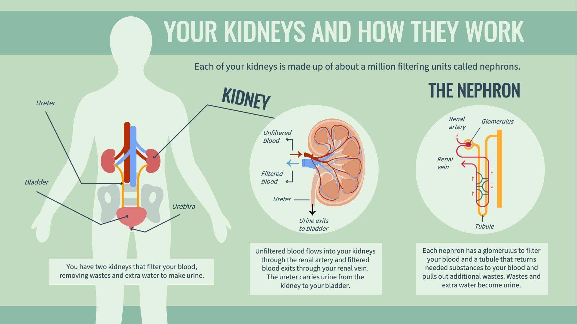 Your Kidneys and How They Work Anatomy Infographic Template | Infografolio