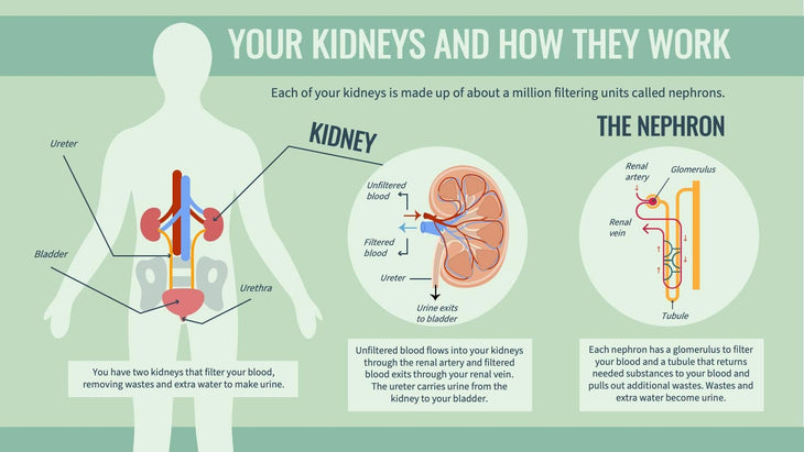 Anatomy-Slides Slides Your Kidneys and How They Work Anatomy Infographic Template powerpoint-template keynote-template google-slides-template infographic-template