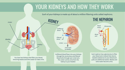 Anatomy-Slides Slides Your Kidneys and How They Work Anatomy Infographic Template powerpoint-template keynote-template google-slides-template infographic-template