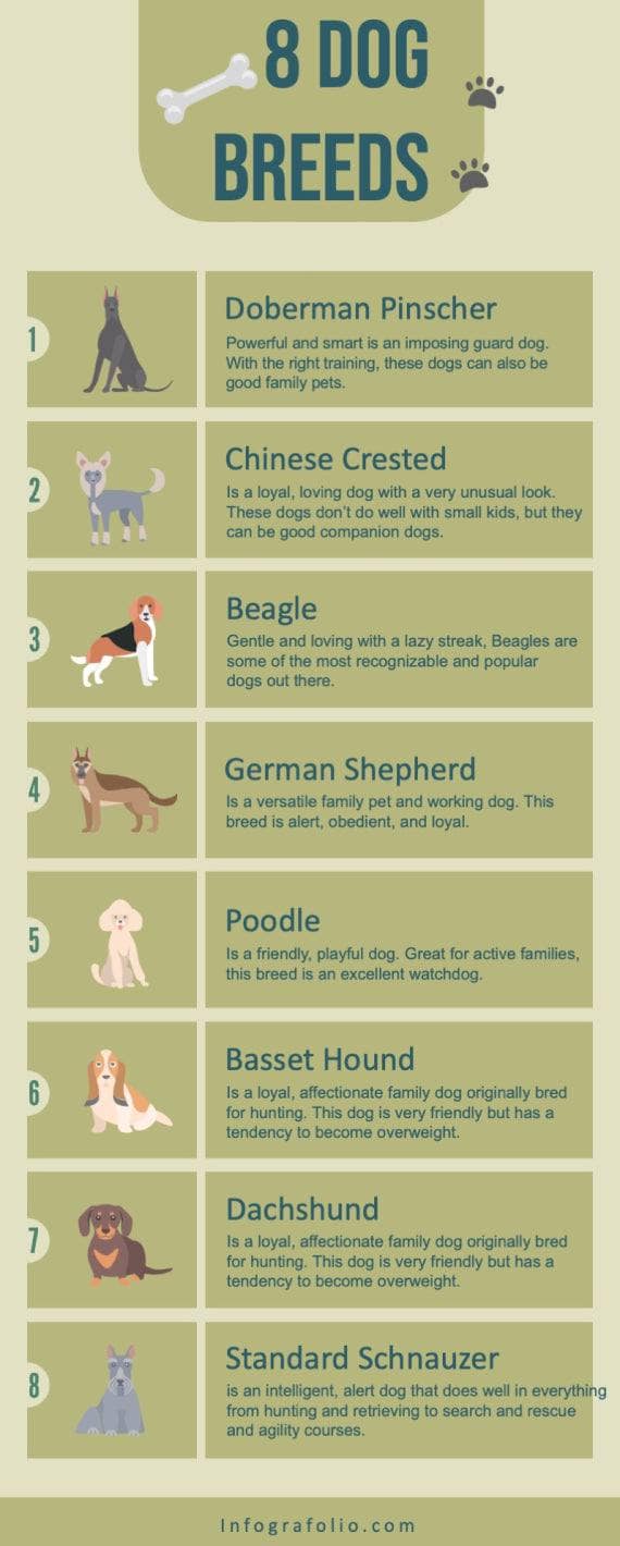 Light Green Eight Dog Breeds Pets Infographic Template | Infografolio