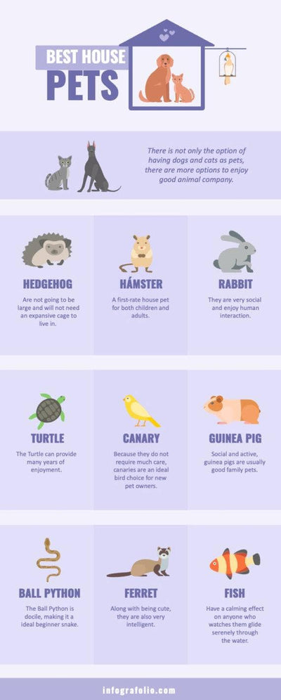 Pets-Infographics Infographics Light Violet Best House Pets Infographic Template powerpoint-template keynote-template google-slides-template infographic-template