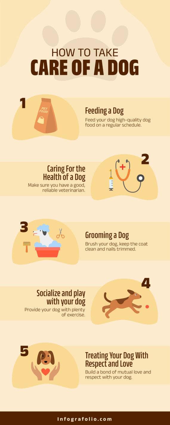 Yellow How to Take Care of a Dog Pets Infographic Template – Infografolio