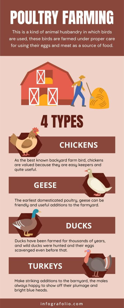 Agriculture-and-Farm-Infographics Infographics Poultry Farming Agriculture and Farm Infographic Template powerpoint-template keynote-template google-slides-template infographic-template