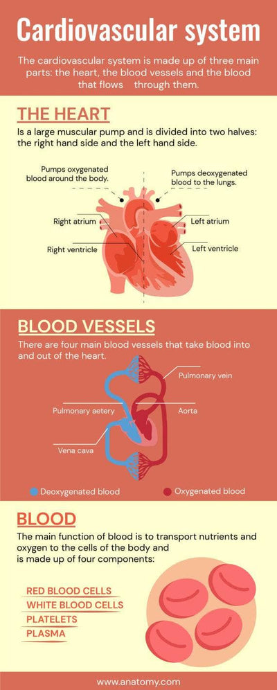 Anatomy-Infographics Infographics Cardiovascular System Anatomy Infographic Template powerpoint-template keynote-template google-slides-template infographic-template