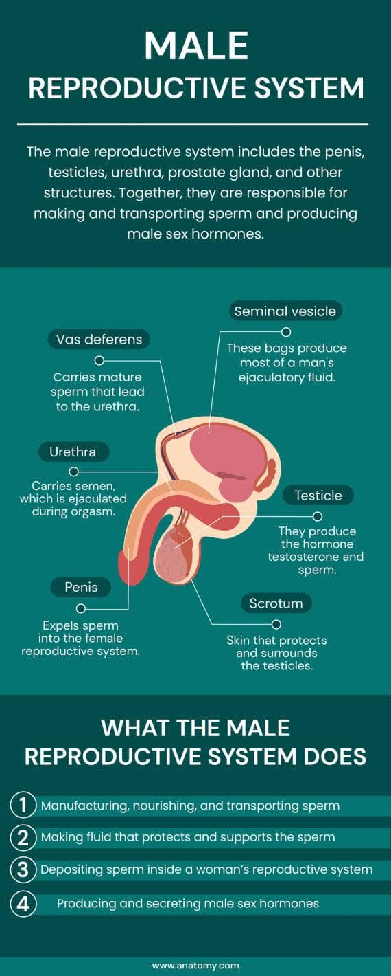 Male Reproductive System Infographic Lifemap Discovery Chapter 3.