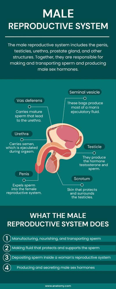 Anatomy-Infographics Infographics Male Reproductive System Anatomy Infographic Template powerpoint-template keynote-template google-slides-template infographic-template