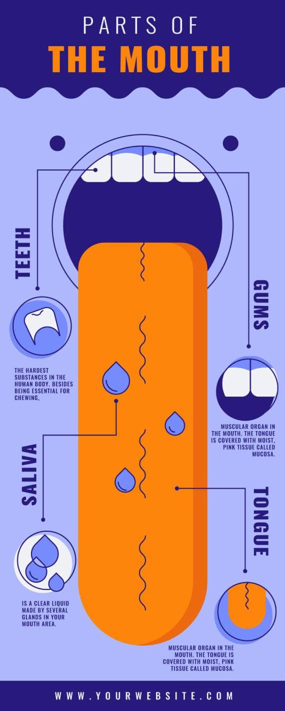 Parts of the Mouth Anatomy Infographic Template Infografolio