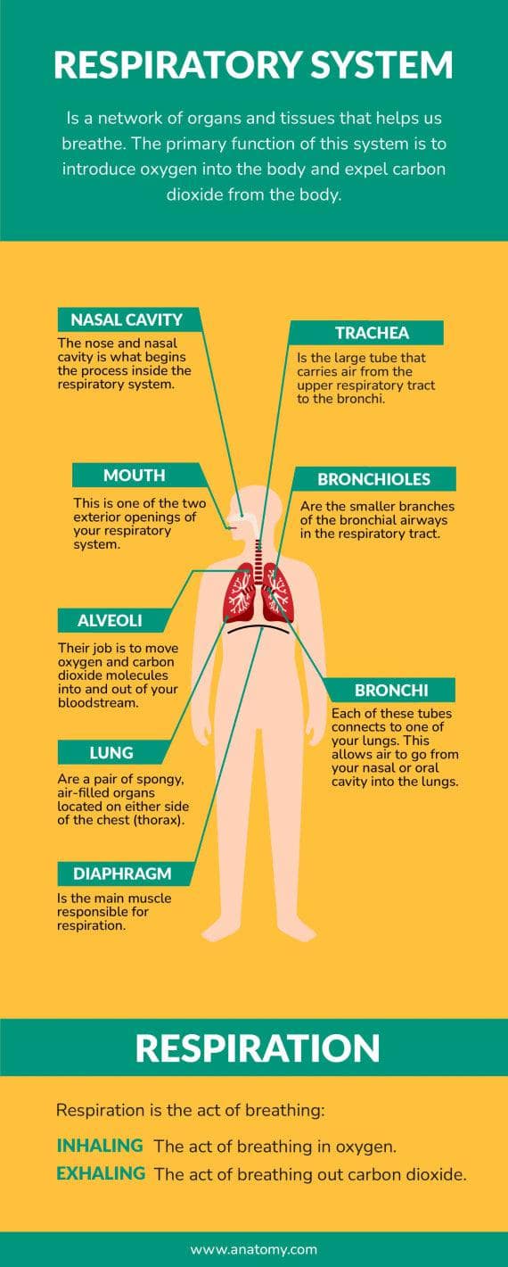 Respiratory System Anatomy Infographic Template | Infografolio