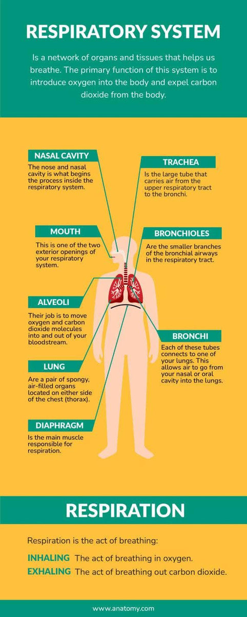 Respiratory System Anatomy Infographic Template – Infografolio