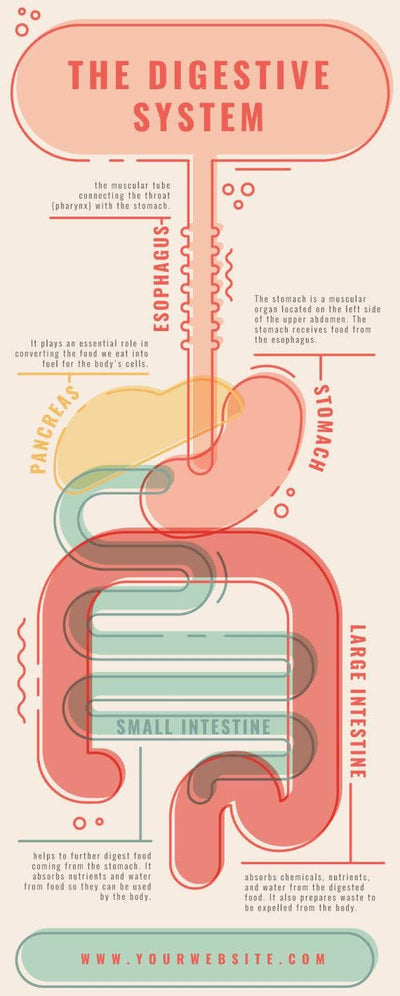 Anatomy-Infographics Infographics The Digestive System Anatomy Infographic Template powerpoint-template keynote-template google-slides-template infographic-template