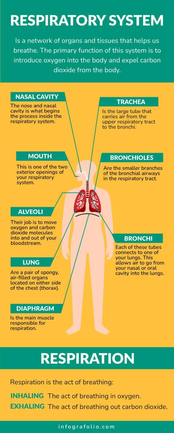 Yellow and Green Respiratory System Anatomy Infographic Template ...