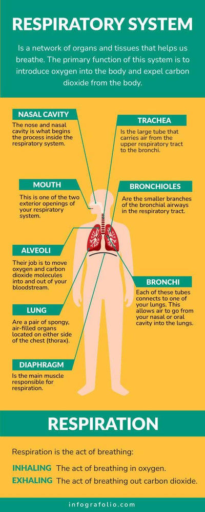 Anatomy-Infographics Infographics Yellow and Green Respiratory System Anatomy Infographic Template powerpoint-template keynote-template google-slides-template infographic-template