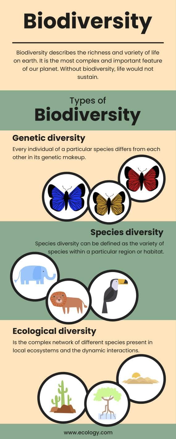 Biodiversity Environment Infographic Template | Infografolio