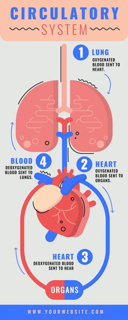 Health-Infographics Infographics Circulatory System Health Infographic Template powerpoint-template keynote-template google-slides-template infographic-template