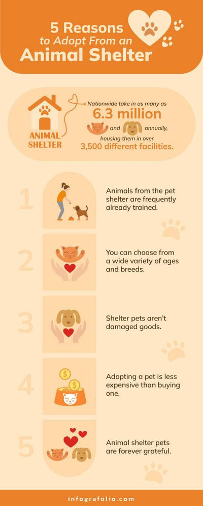 Nonprofit-Infographics Infographics Five Reasons to Adopt From an Animal Shelter Nonprofit Infographic Template powerpoint-template keynote-template google-slides-template infographic-template