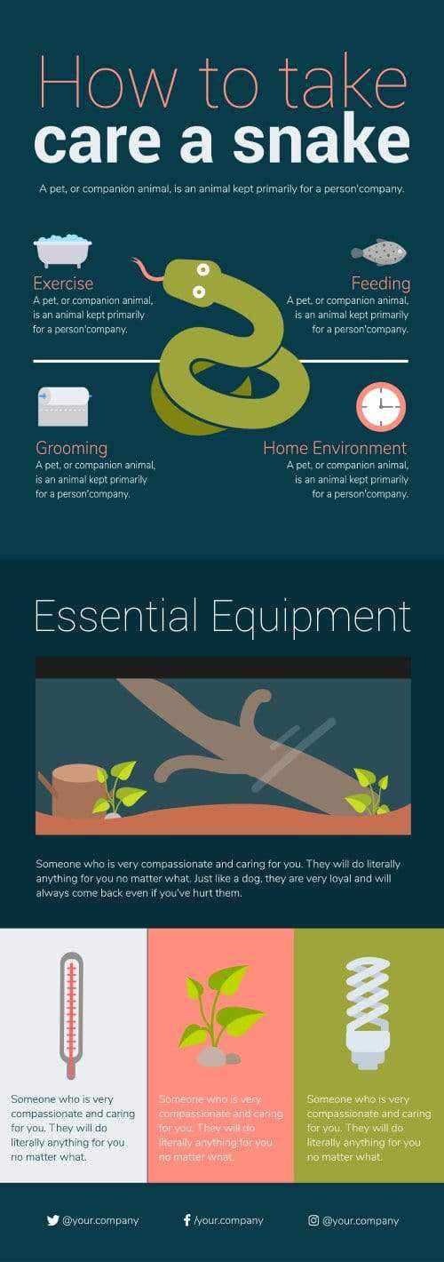 How to Take Care of a Snake Infographic Template Infografolio