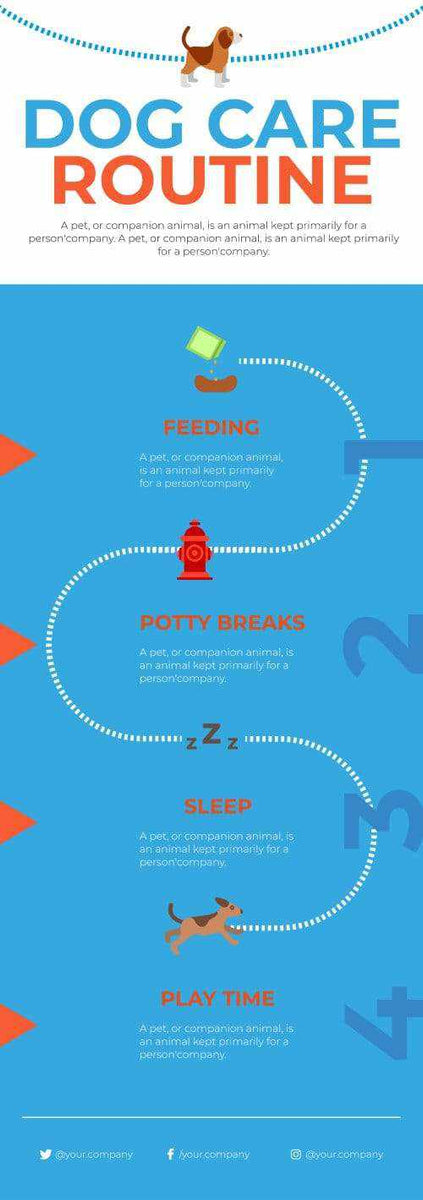 Dog Care Routine Infographic Template – Infografolio